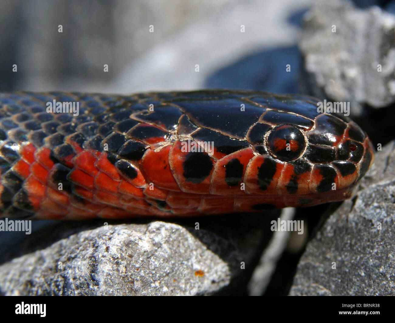 Western Mud Snake (Farancia abacura reinwardtii) Stock Photo