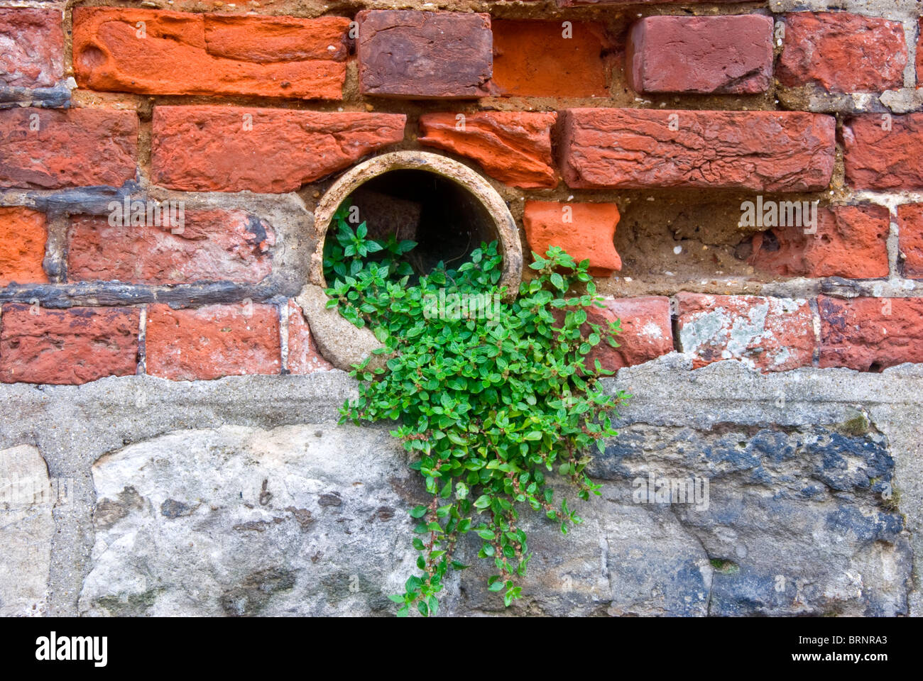 Weed growing from a pipe in a wall hi-res stock photography and images ...
