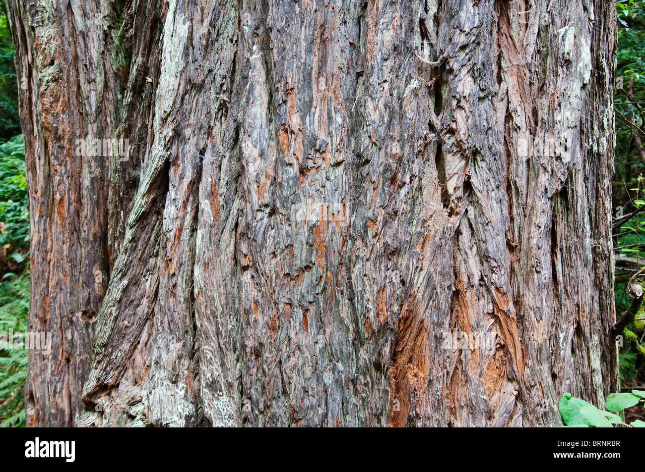 Bark of an Coast Redwood, Sequoia sempervirens, Muir Woods National Park, California, USA Stock Photo