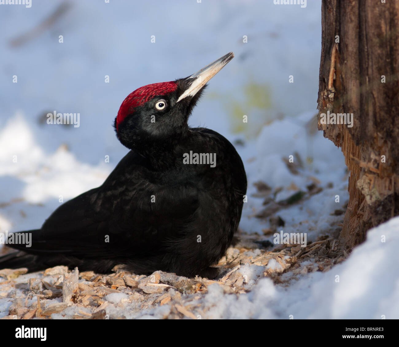 The Black woodpecker (Dryocopus martius) is in the park. Stock Photo