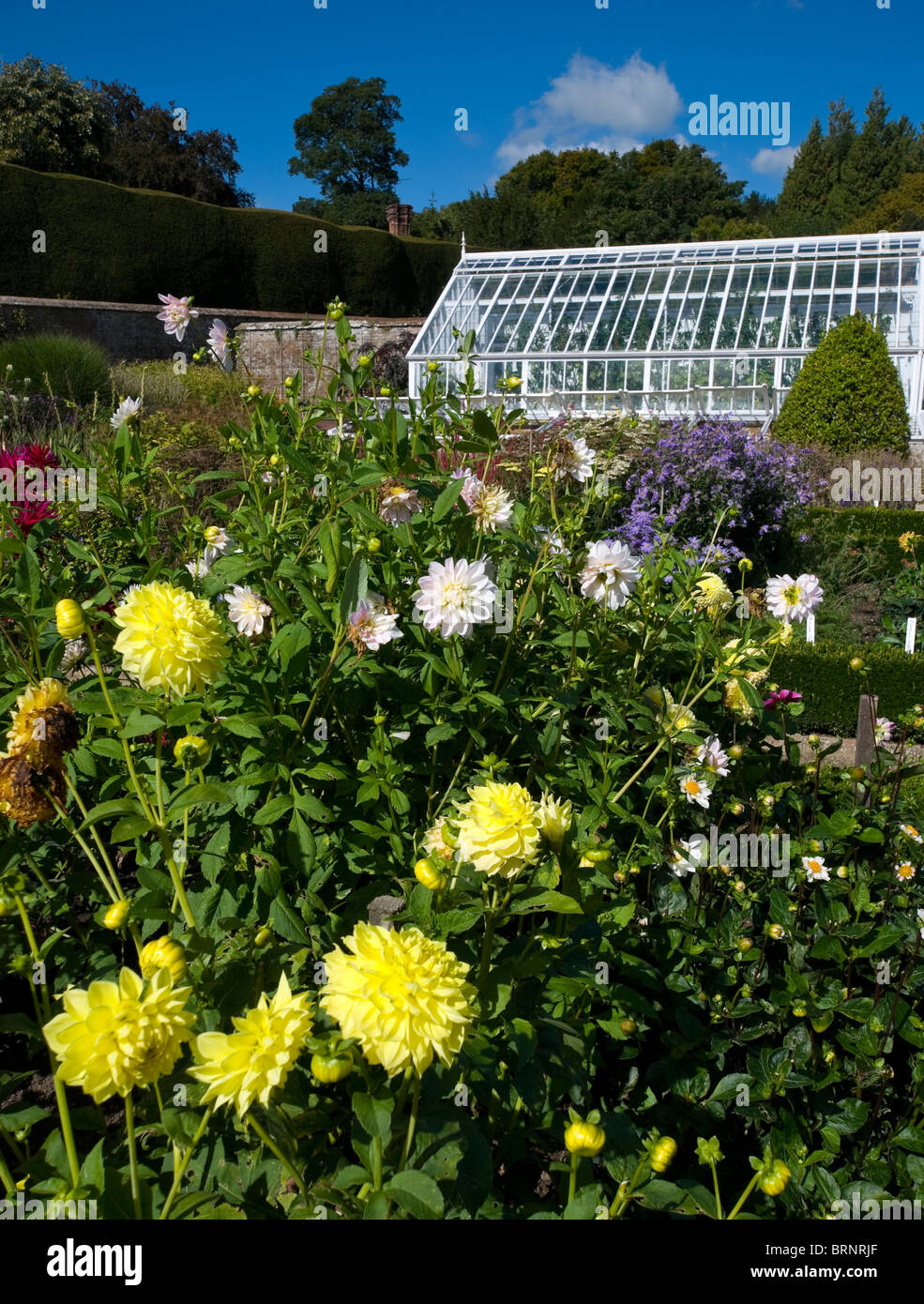 dahlias in flower border greenhouse in background west dean gardens Stock Photo
