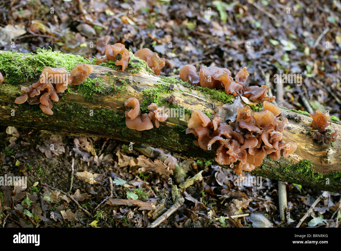 auricularia auricula judae cultivation