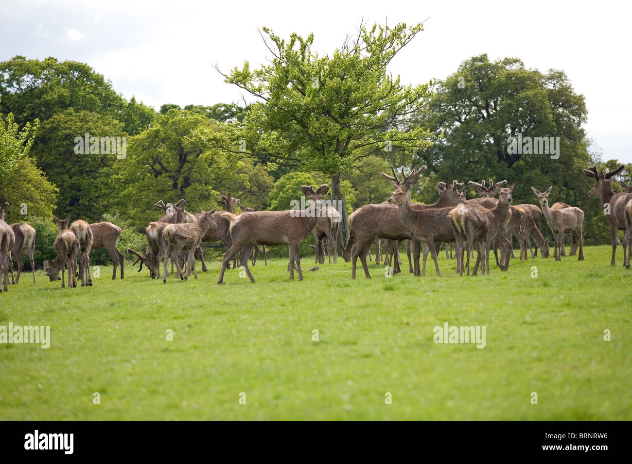 Deer Richmond Park animals nature group herd wild Stock Photo