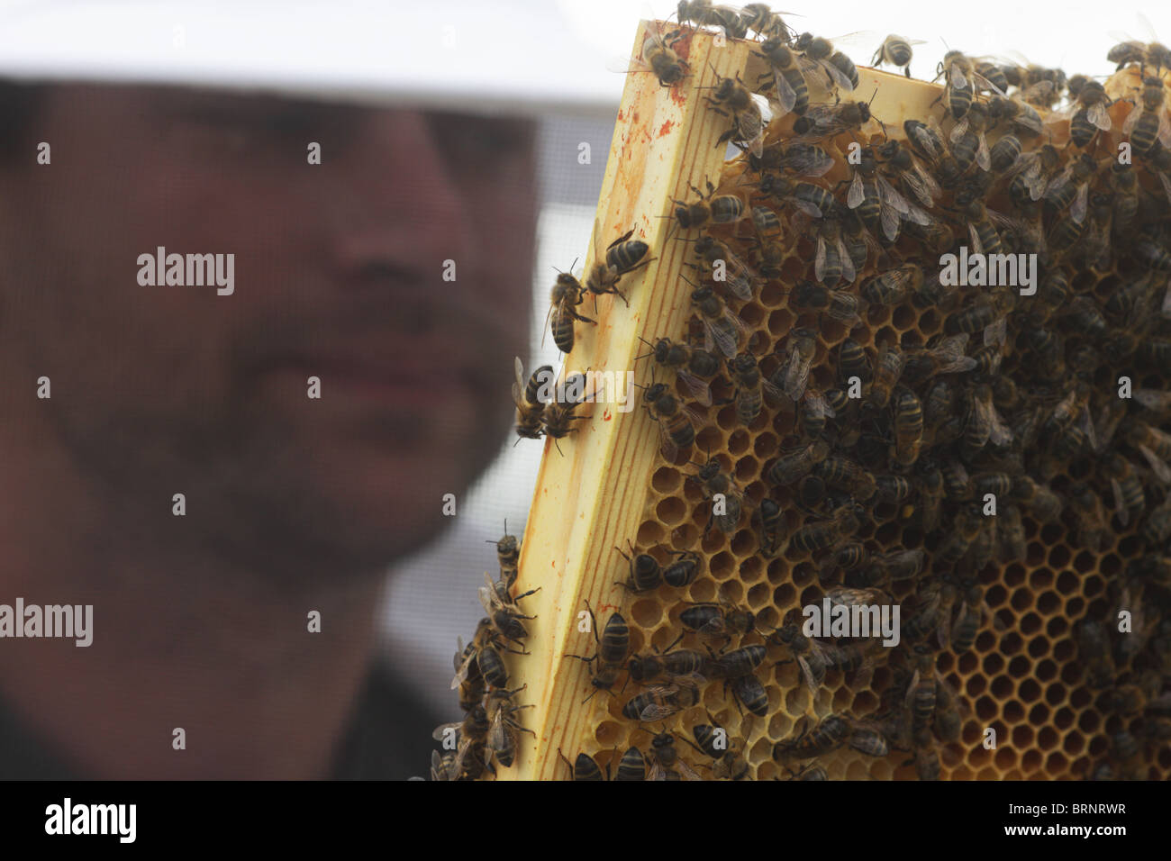 Beekeeping course hi-res stock photography and images - Alamy