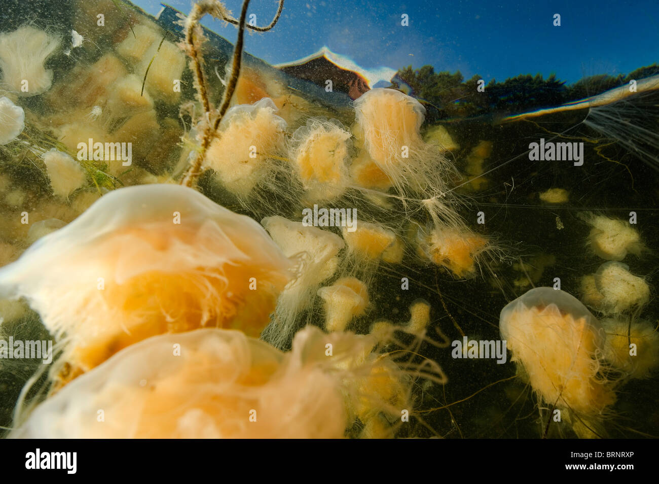 Swarm of lion's mane jellyfish (Cyanea capillata) Stock Photo