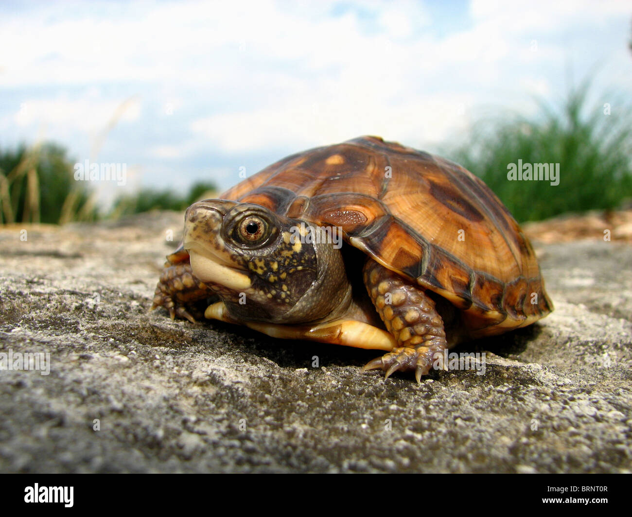 Eastern Box Turtle (Terrapene carolina carolina) Stock Photo