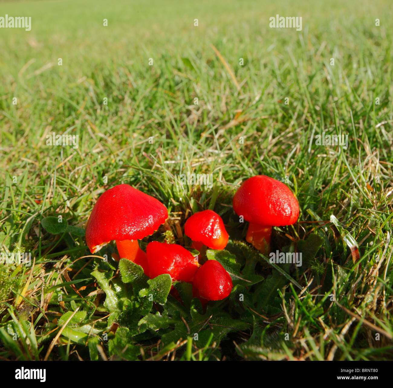 Scarlet Hood Fungi, Hygrocybe coccinea Stock Photo