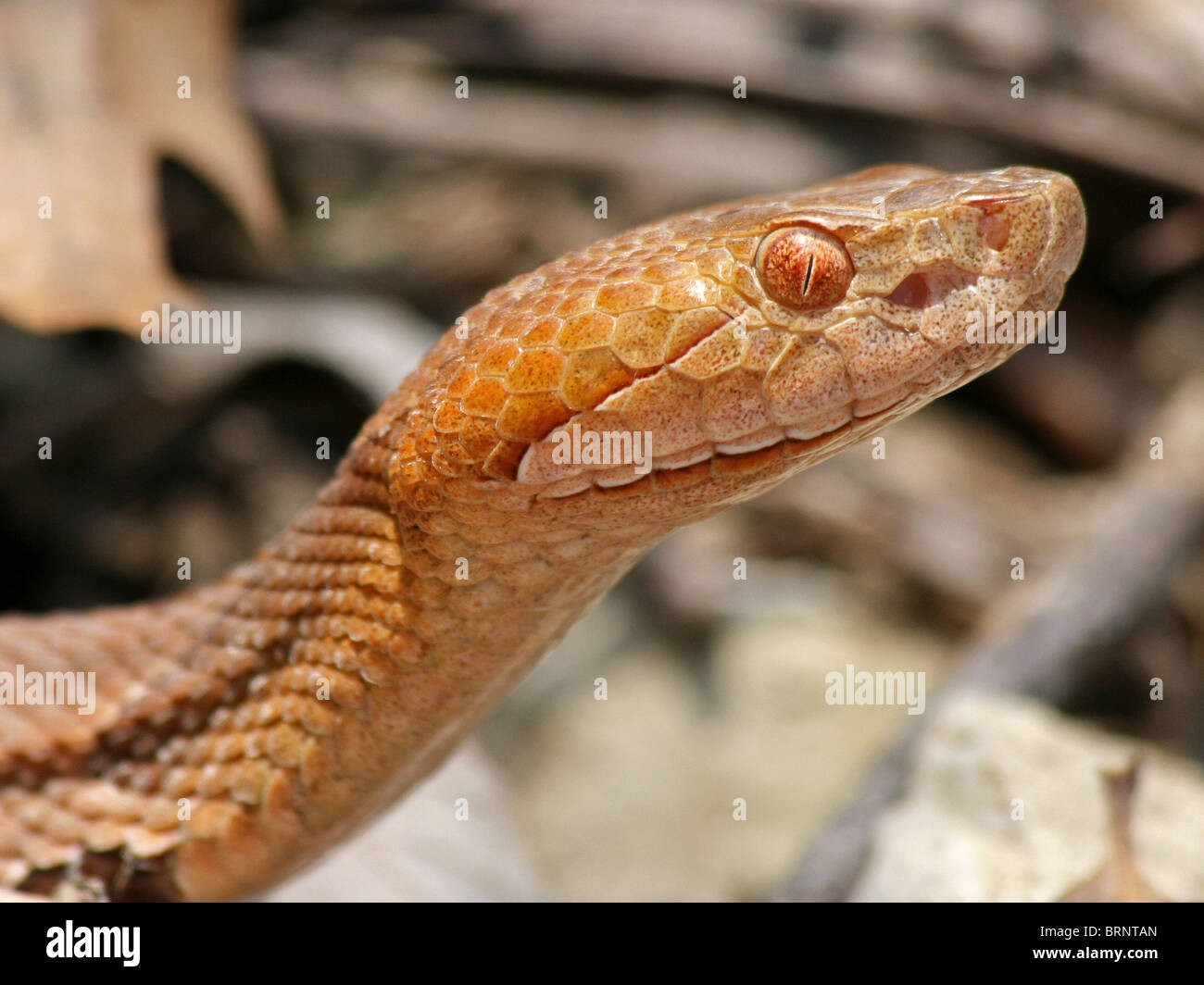 Close-up study of a Northern Copperhead Snake (Agkistrodon contortrix mokasen) in Illinois Stock Photo