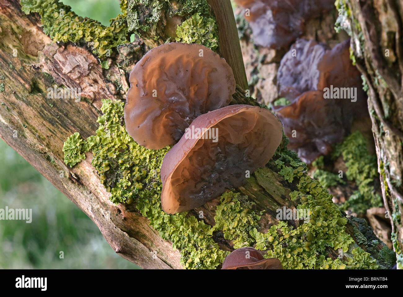 Auricularia auricula-judae also known as Jelly Ear or Jew's Ear. Seen here growing on the branch of an Elder Tree. Stock Photo