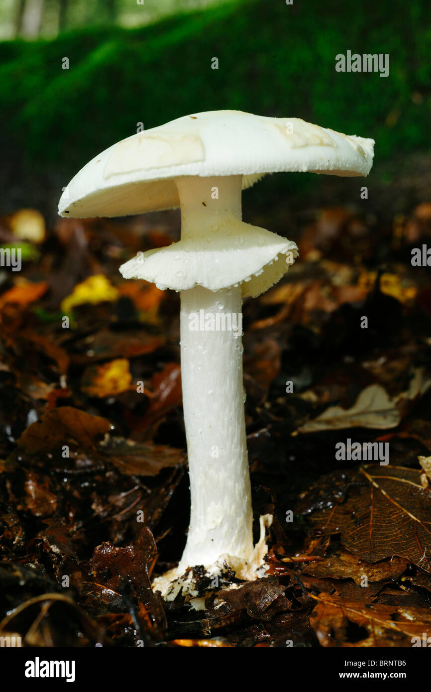 False Death Cap, Amanita citrina Fungus. Stock Photo