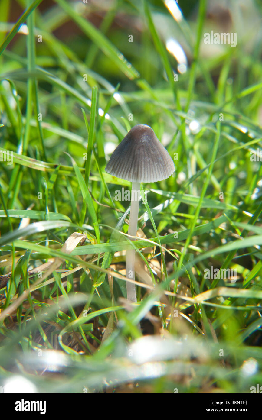 Magic Mushroom (Psilocybe semilanceata) also known as 'Liberty Cap'  mushrooms, Hampshire, England Stock Photo - Alamy