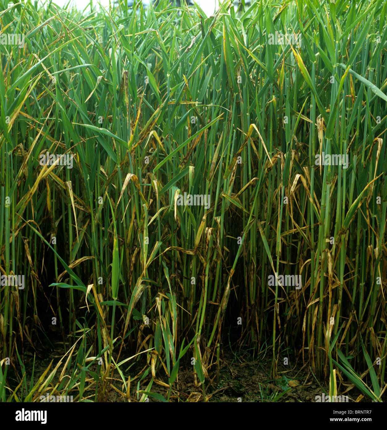 Barley leaf blotch or leaf scald (Rhynchosporium secalis) infection on barley crop Stock Photo