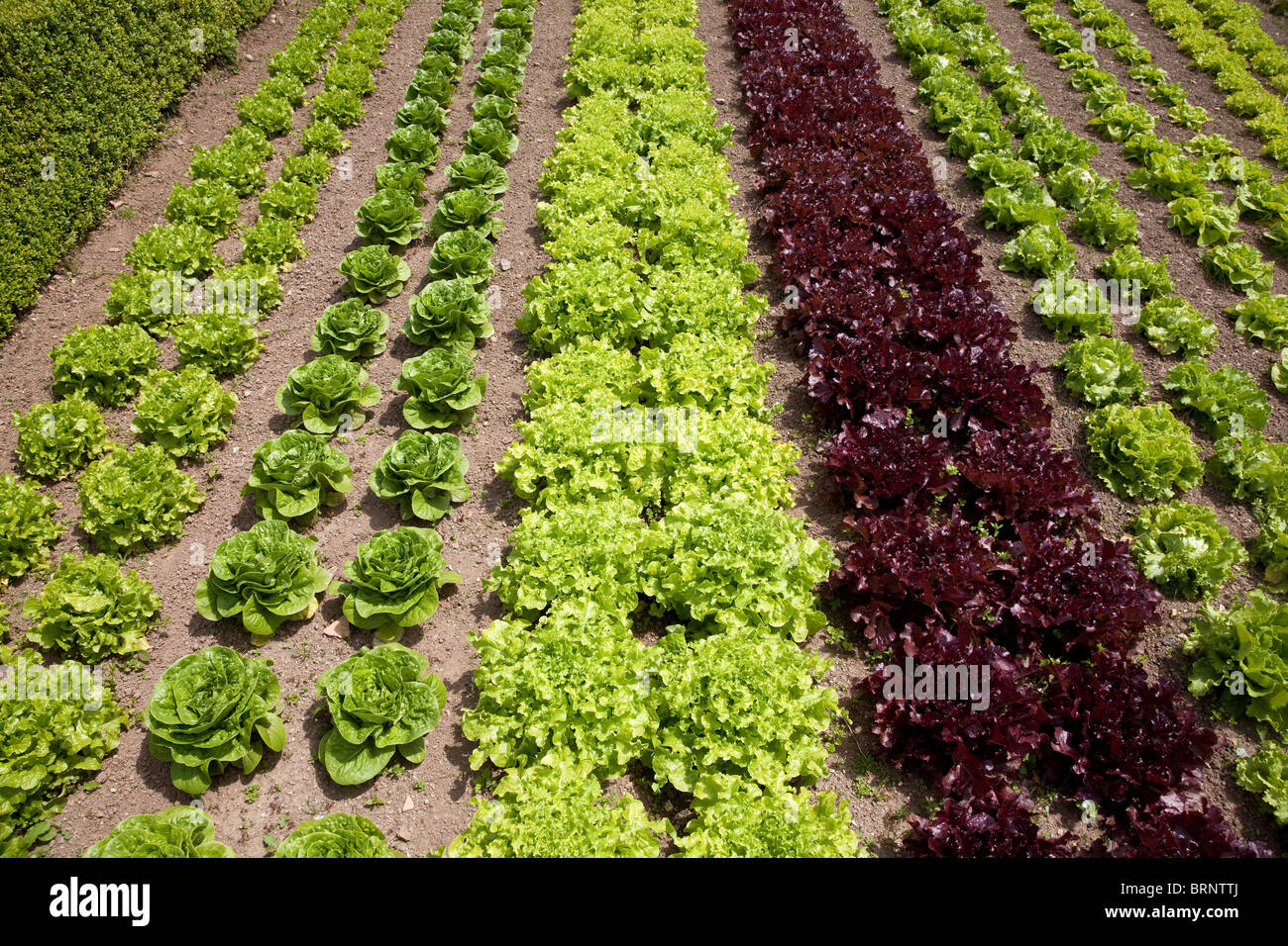 Very tidy cabbage lettuce garden bed rows Stock Photo