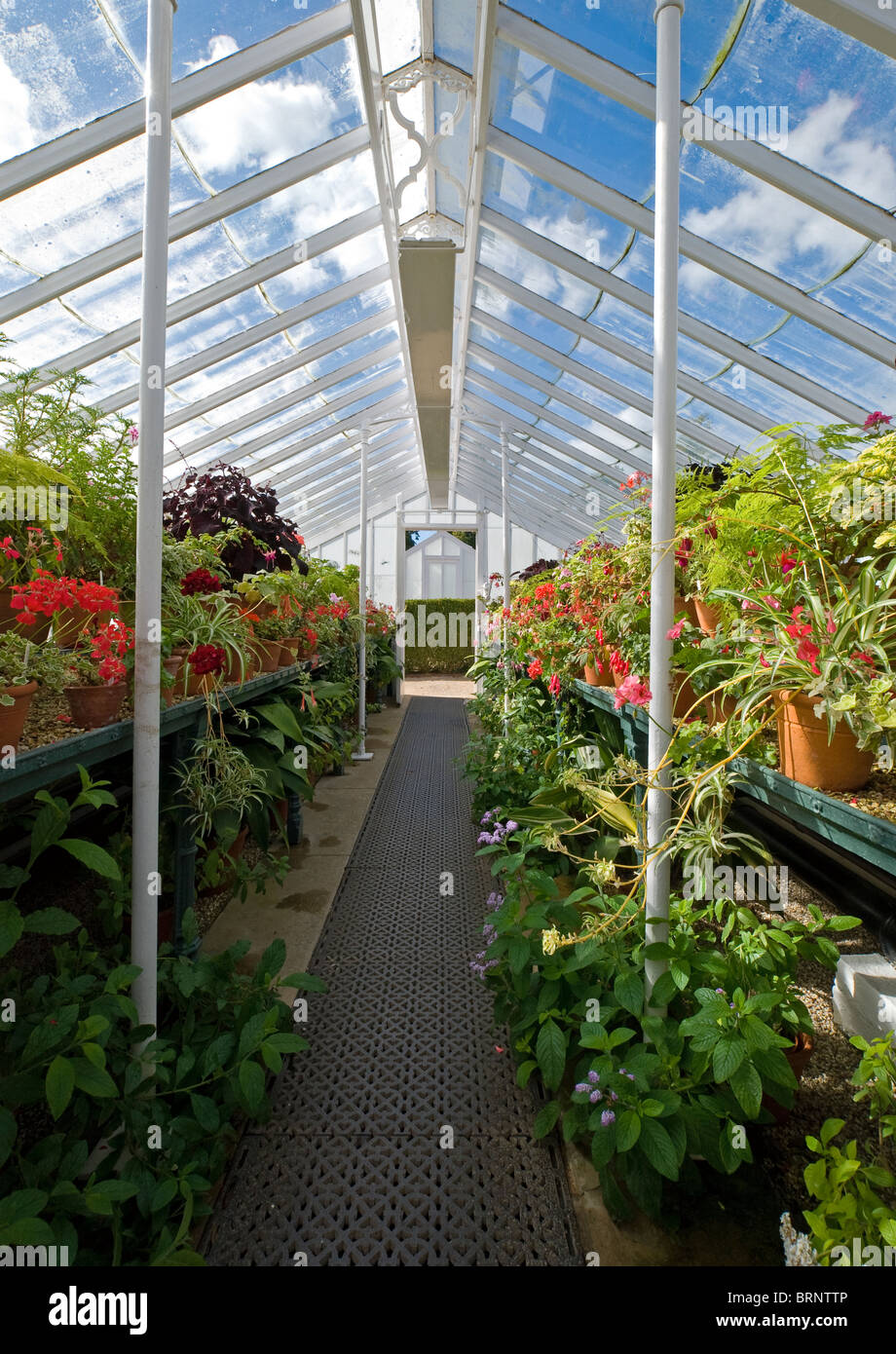 potted plants in greenhouse west dean garden Stock Photo