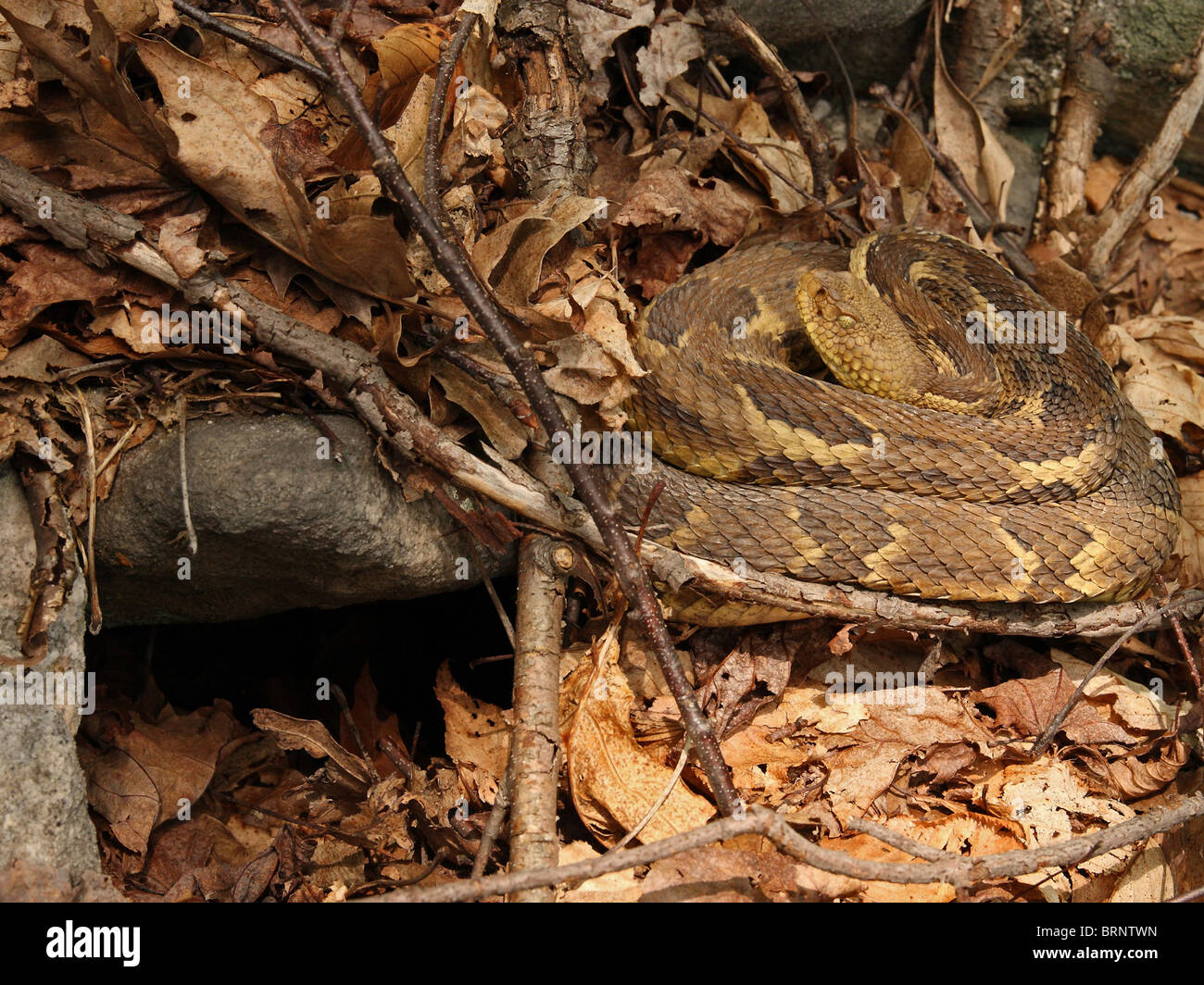 Timber Rattlesnake (Crotalus horridus) at Entrance to its Hibernation Burrow Stock Photo