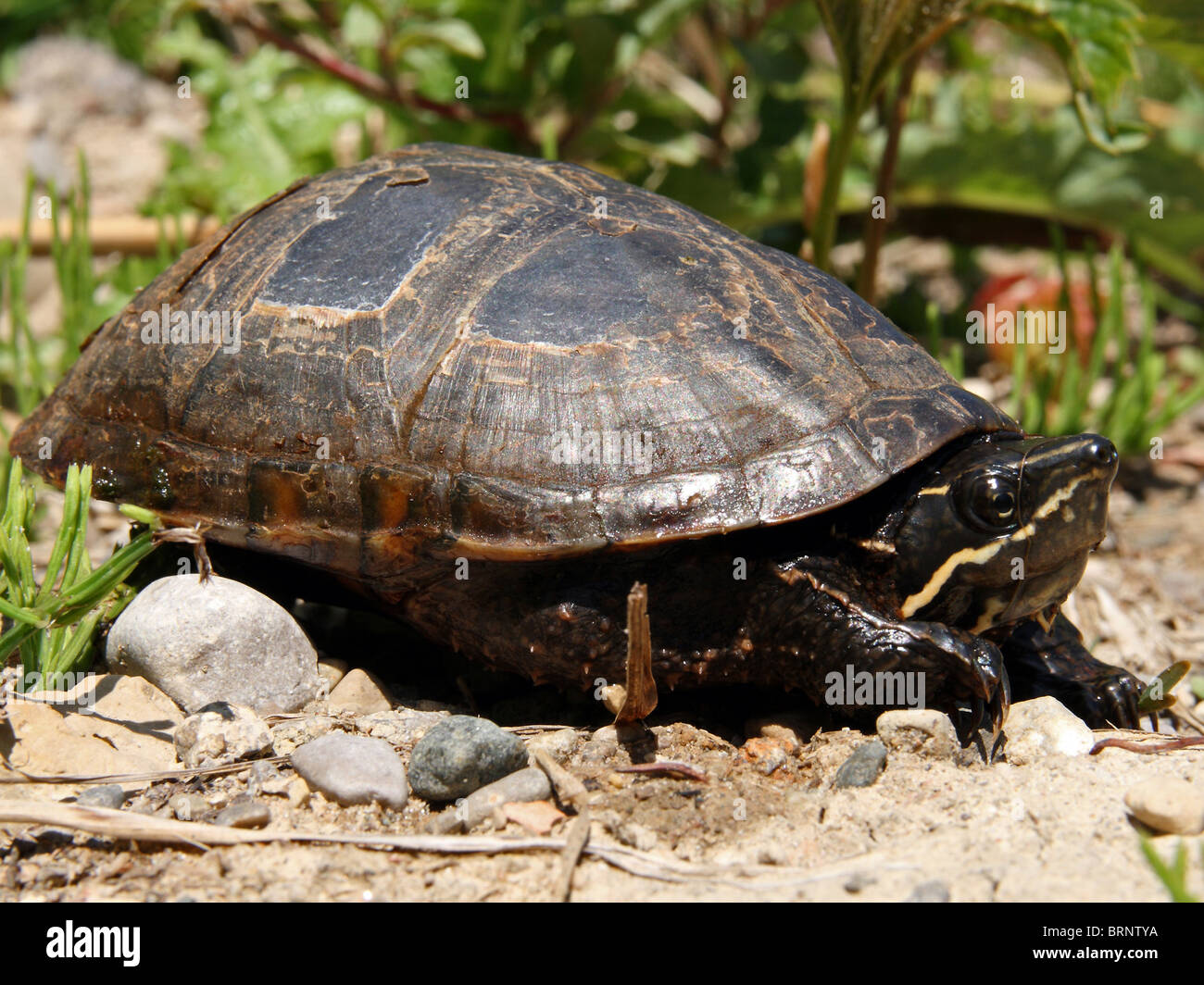 Stinkpot Turtle, AKA Common Musk Turtle (Sternotherus odoratus) Stock Photo