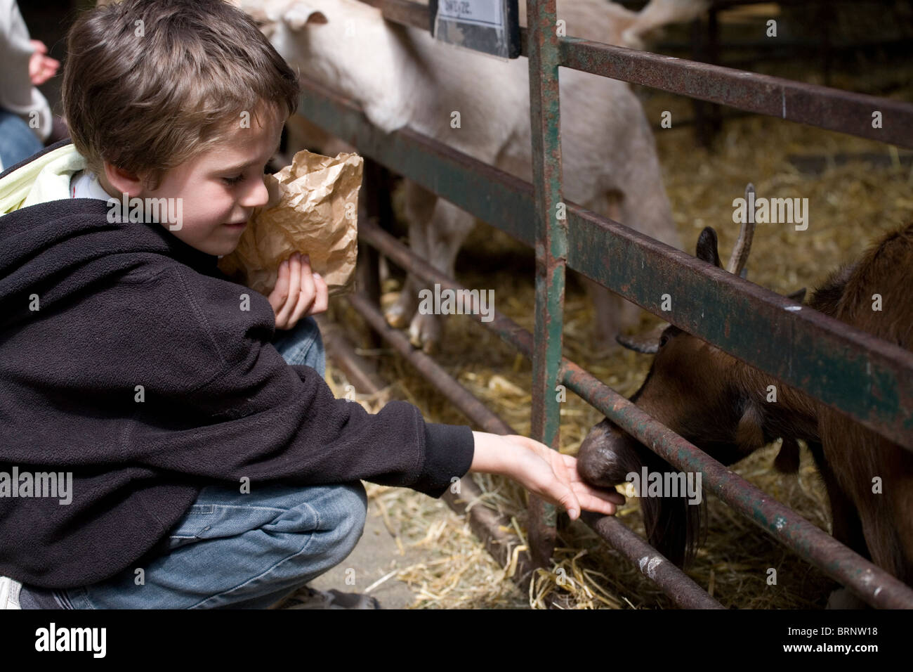 Kid feeding goat High Resolution Stock Photography and Images Alamy