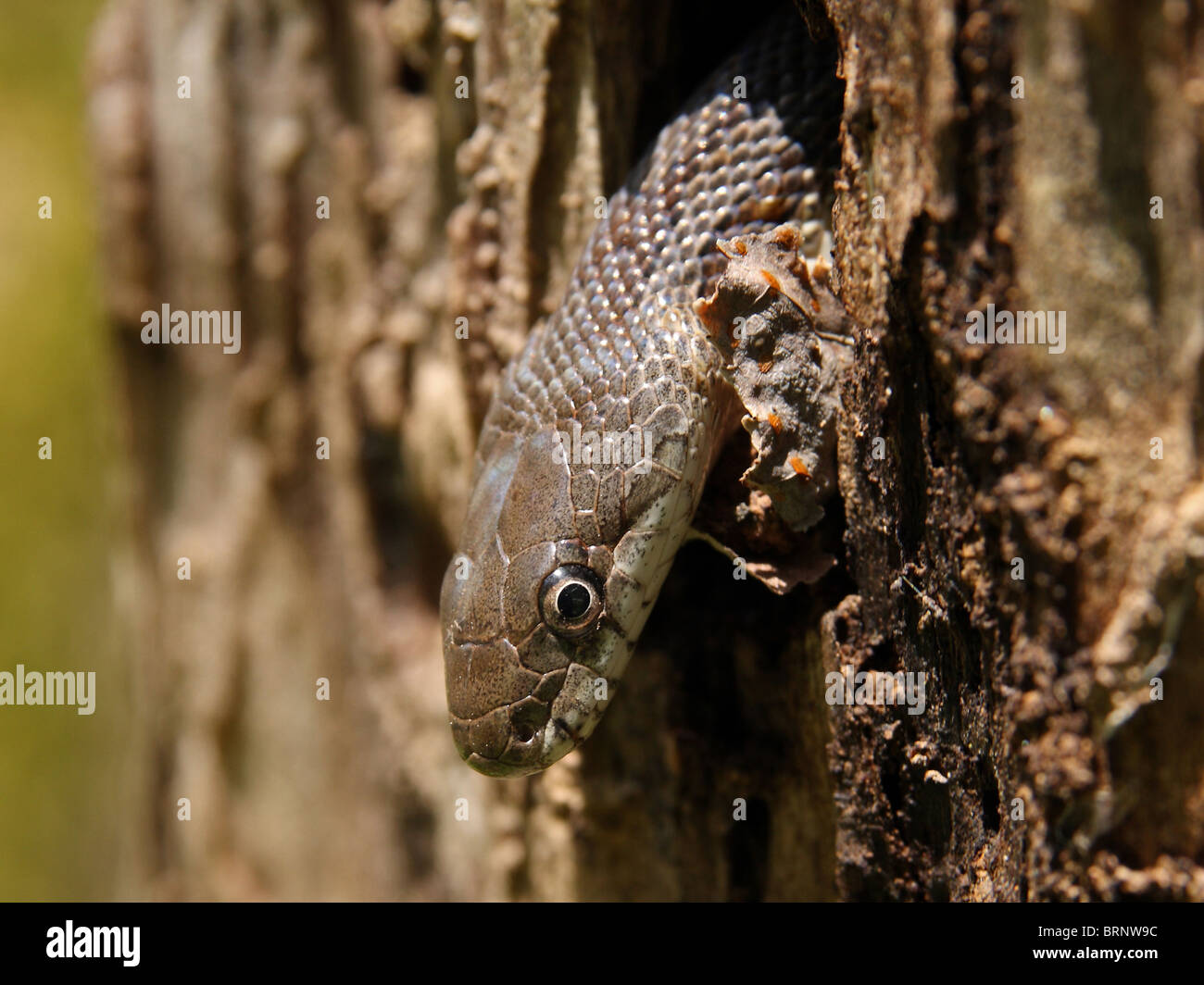 Juvenile Black Rat Snake (Elaphe obsoleta) Stock Photo
