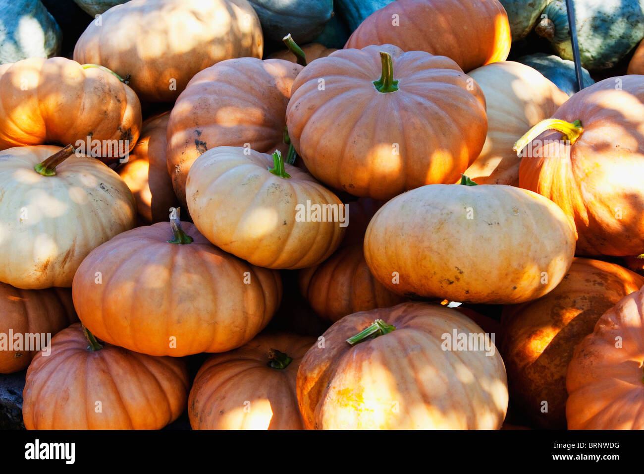 Pile of pumpkins in rural pumpkin patch Stock Photo