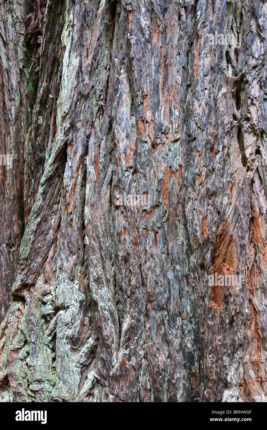 Bark of an Coast Redwood, Sequoia sempervirens, Muir Woods National