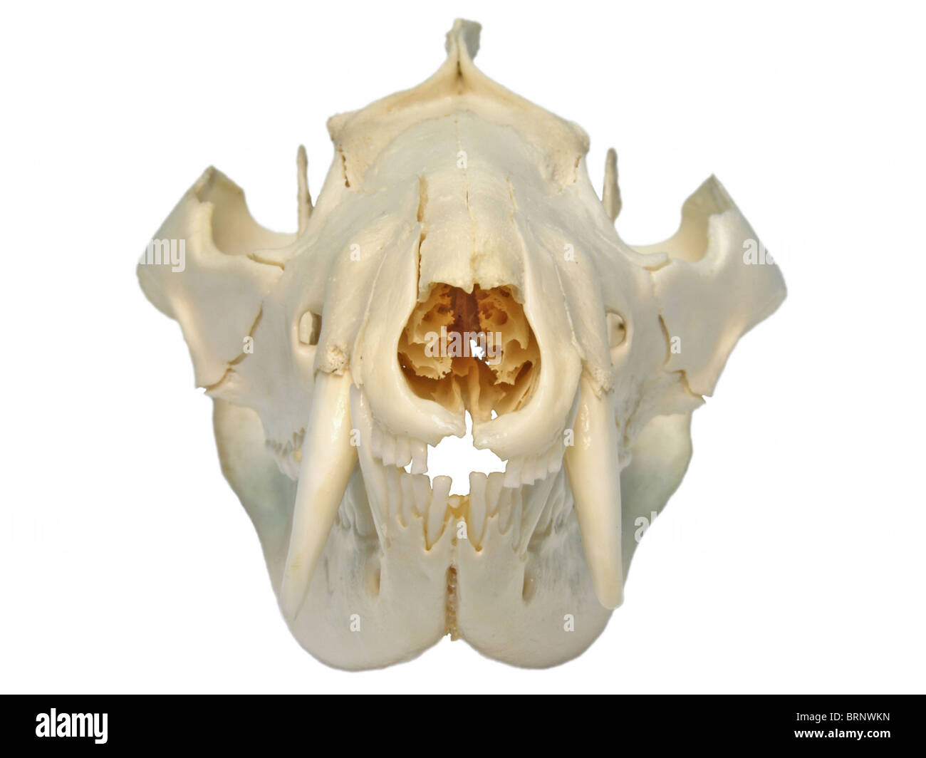 Virginia Opossum (Didelphis virginiana) Skull Stock Photo Alamy