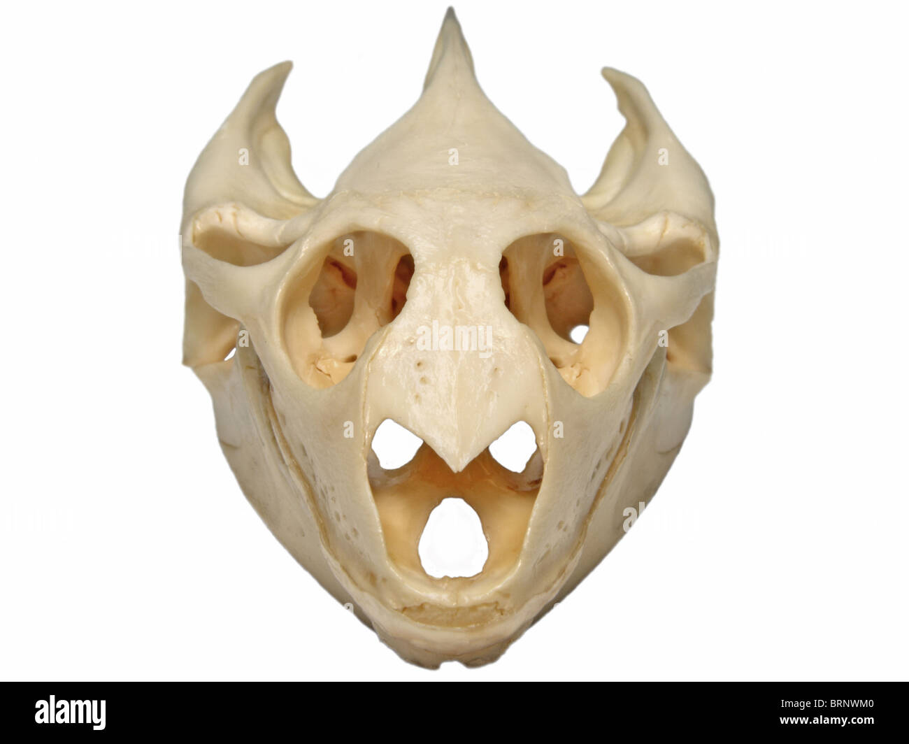 Spiny Softshell Turtle (Apalone spinifera) Skull -- Front View Stock Photo