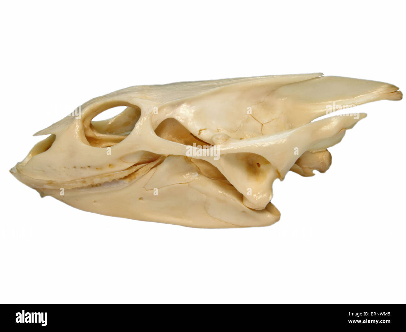 Spiny Softshell Turtle (Apalone spinifera) Skull -- Side View Stock Photo