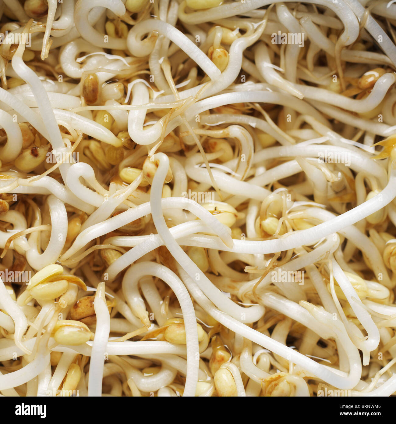 bean sprouts Stock Photo