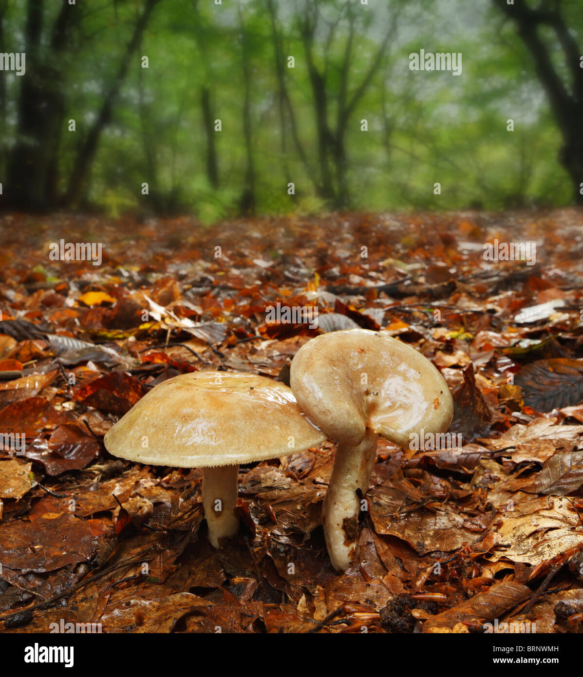 Slimy Milk Cap Fungi, Lactarius blennius, in beech tree woodlands. Stock Photo