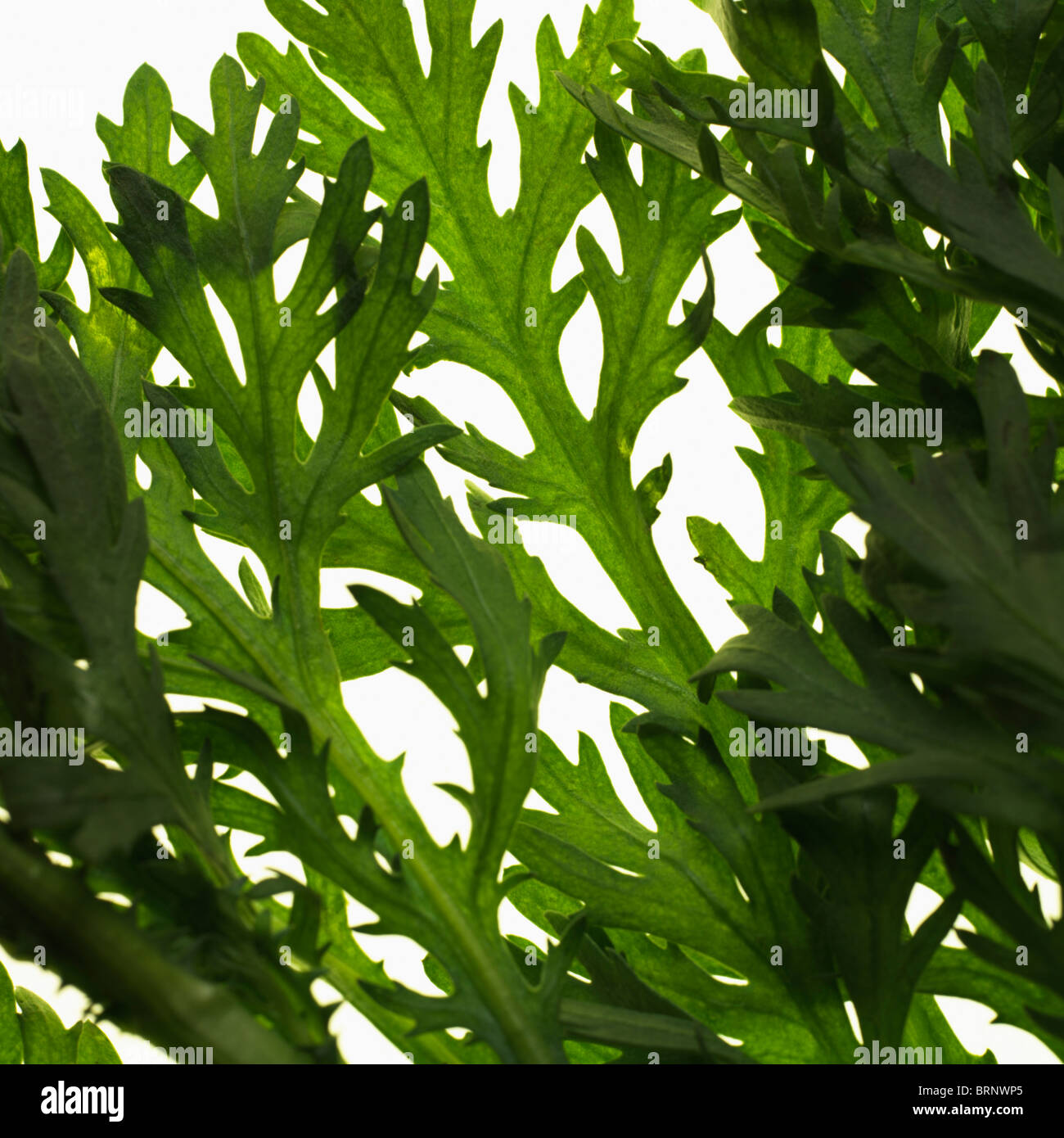 Edible Leaves High Resolution Stock Photography and Images Alamy