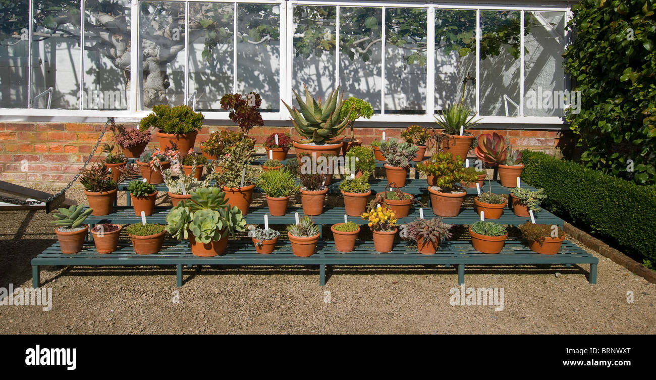 cacti cactus cactuses at west dean gardens Stock Photo Alamy