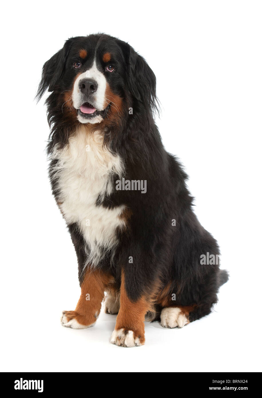 A Berner Sennen Dog Bouvier Bernois On A White Background Stock Photo Alamy A Berner Sennen Dog Bouvier Bernois On A White Background Stock Photo Alamy