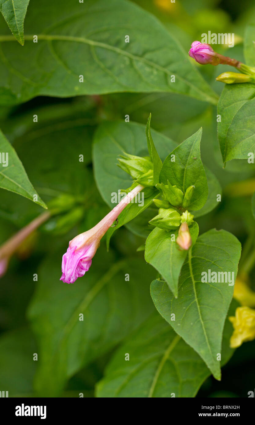 Emerging pink Salvia flowers in autumn in UK Stock Photo