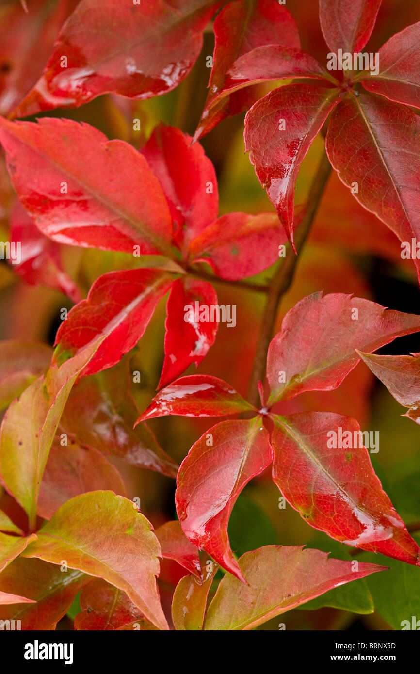 Close up of Virginia Creeper foliage in autumn season in UK Stock Photo