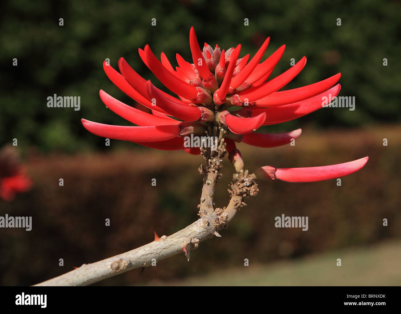 Variety of Coral Tree - Erythrina x sykesii - Tiger Claw with red spiky flowers Stock Photo