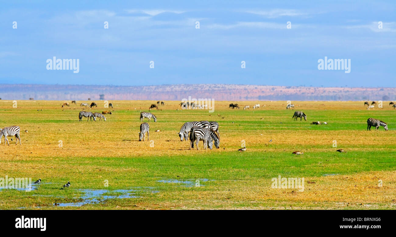 African Wild Zebra. Kenya. Amboseli national park. Stock Photo