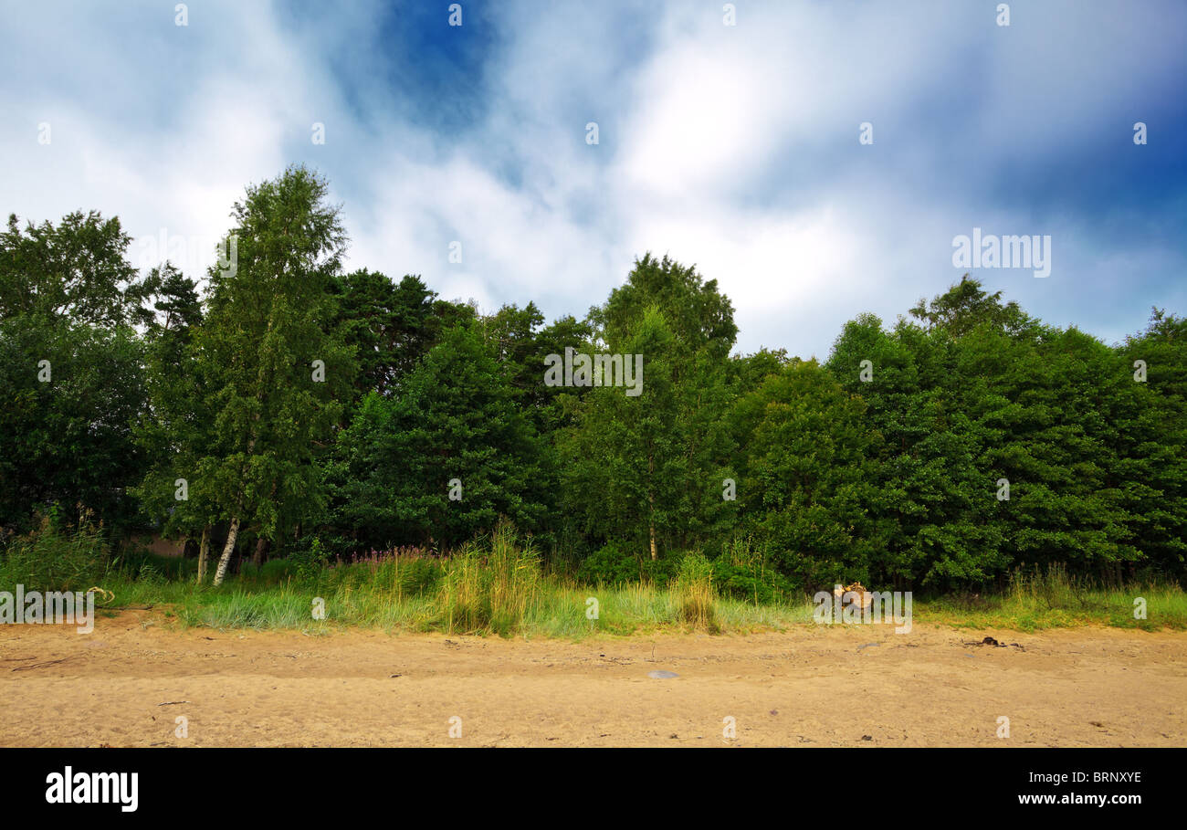 forest under blue cloudy sky Stock Photo - Alamy