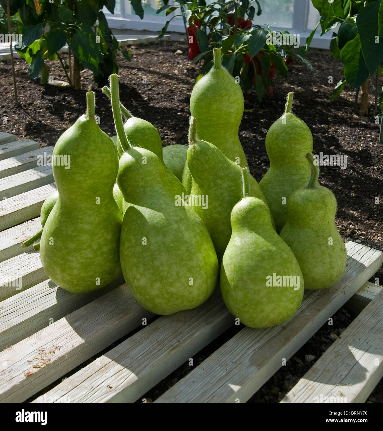 pear shaped gourds west dean garden greenhouse Stock Photo