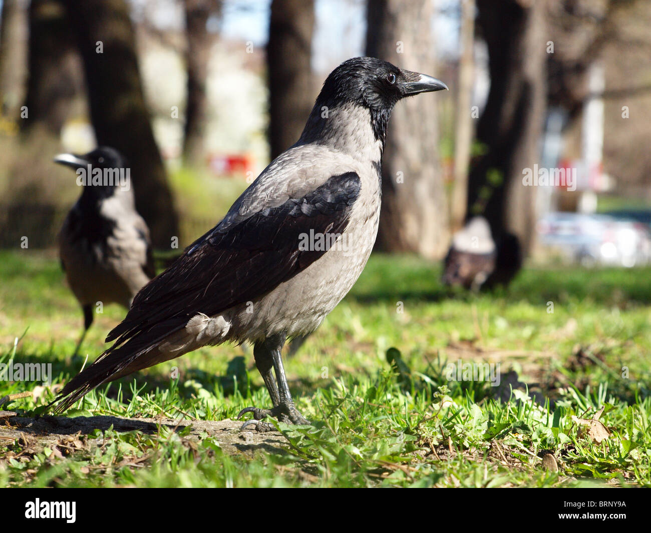 Crow ash tree hires stock photography and images Alamy