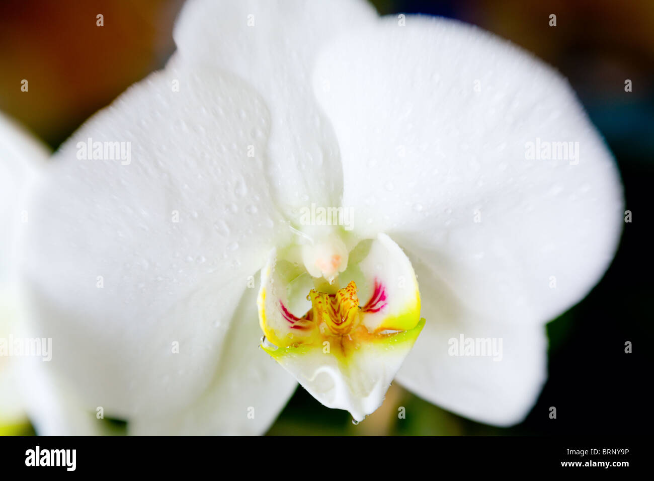 Dew drops white flower botany hi-res stock photography and images - Alamy