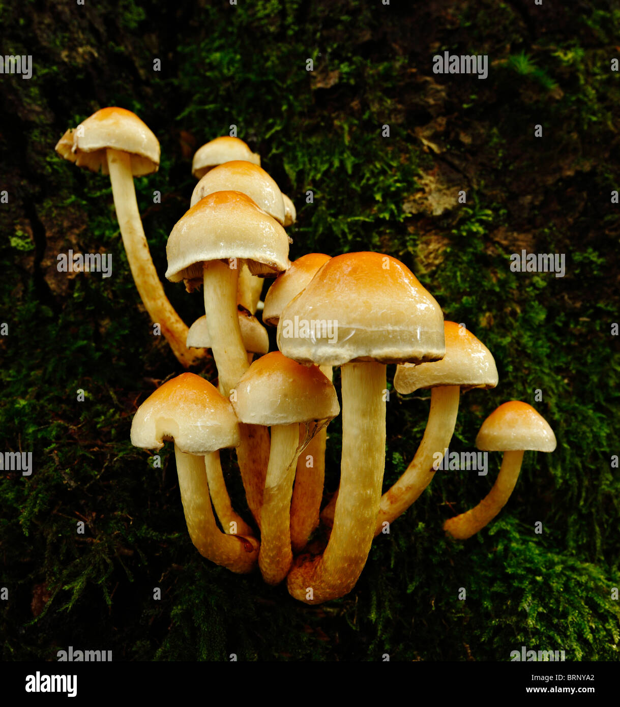 Sulphur Tuft fungi, Hypholoma fasciculare. Stock Photo