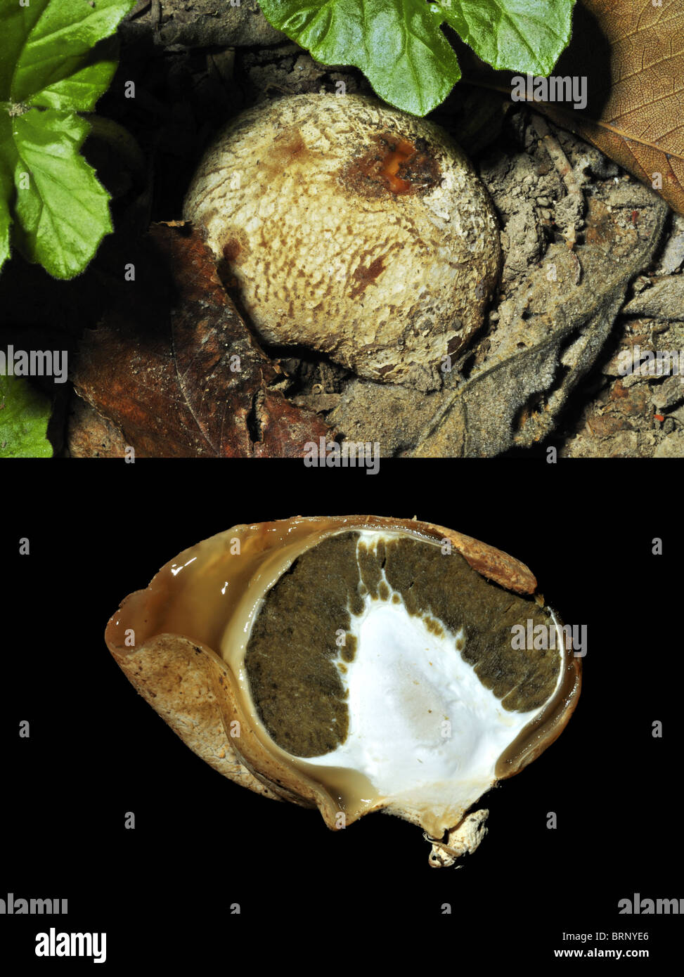 view of Phallus impudicus in 'egg' stage and cross section showing spore masses Stock Photo