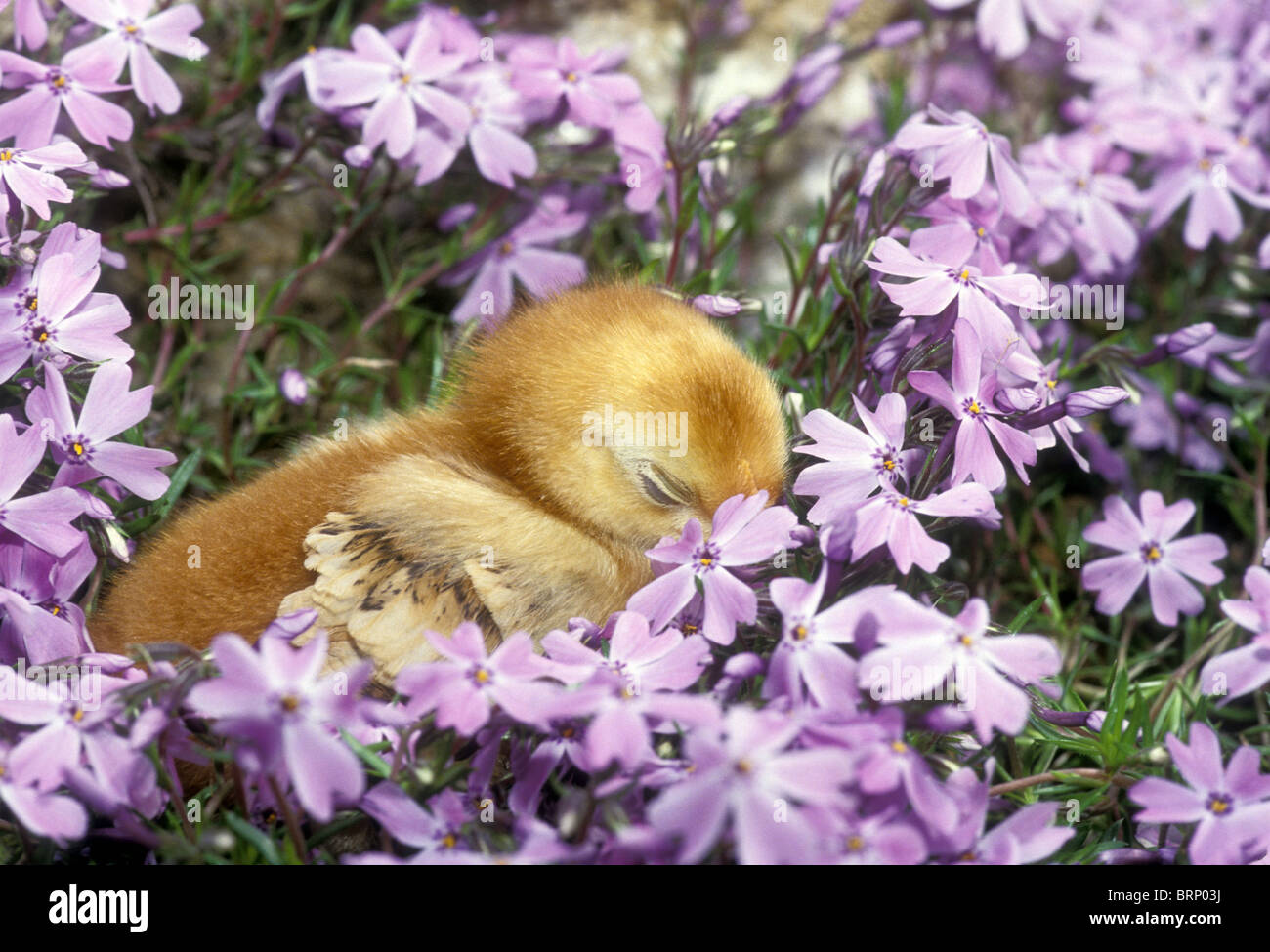 Cute Rhode Island Red baby chick asleep in garden among a profusion of lavender creeping phlox, USA Stock Photo