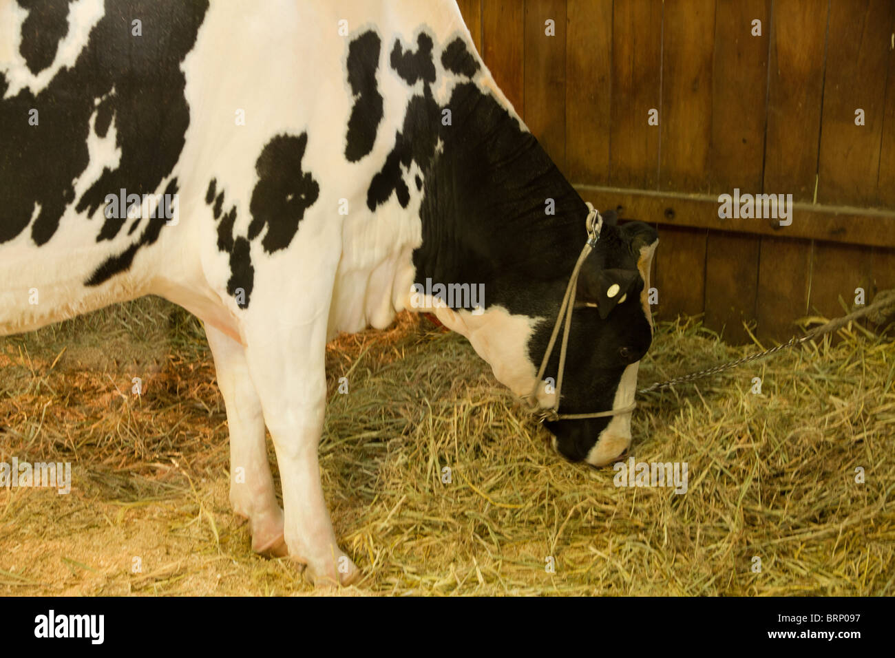 Holstein cow grazing on straw in stall Stock Photo