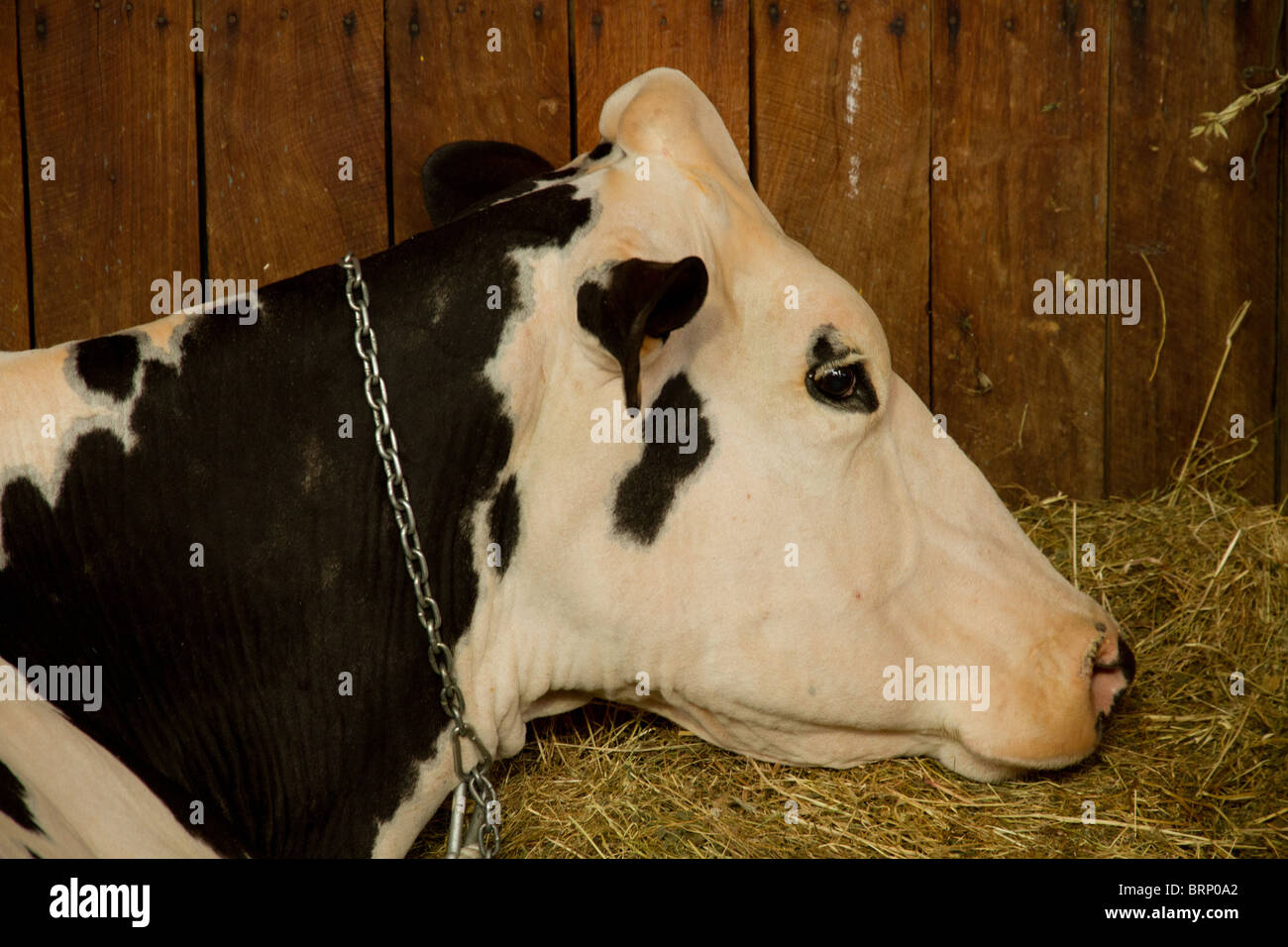 Holstein cow's head Stock Photo