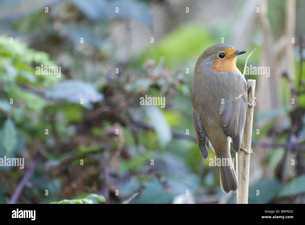 Robin on branch - three quarter view with background Stock Photo