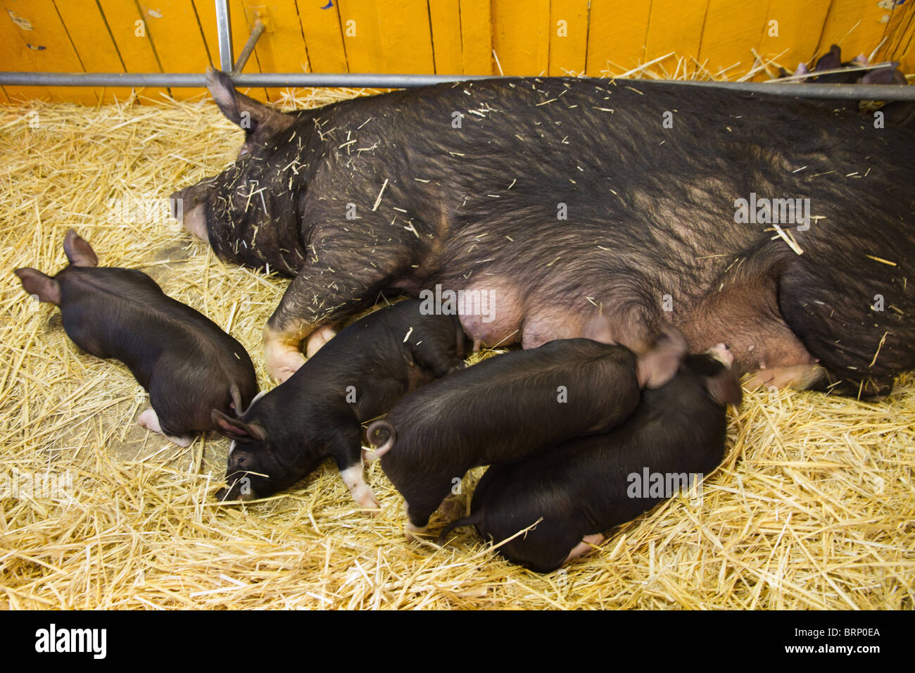 Litter of piglets hires stock photography and images Alamy
