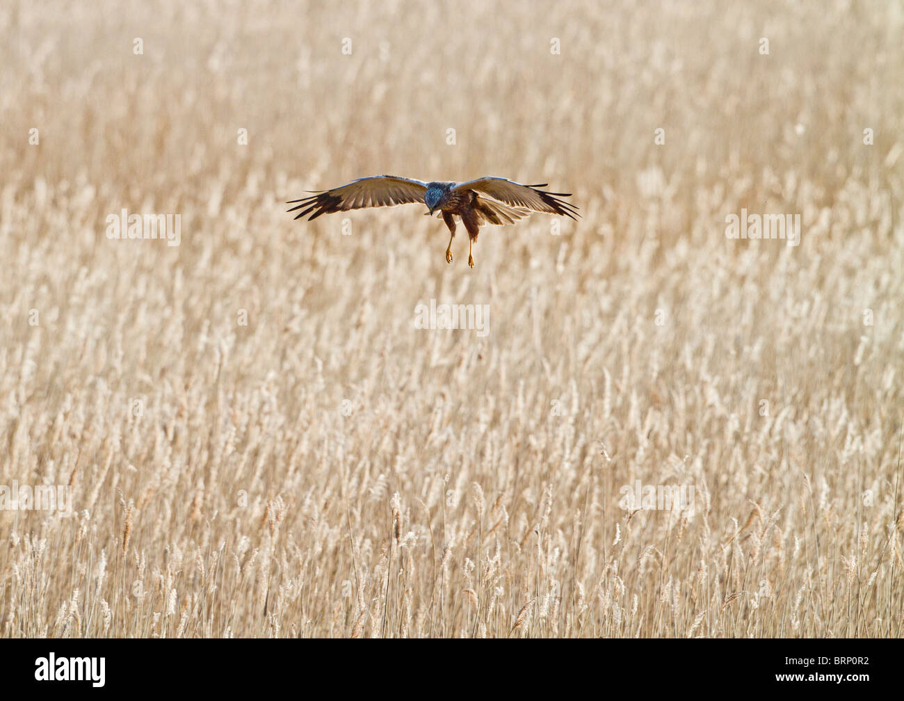 Marsh harrier ( Circus aeruginosus ) landing in reedbed Stock Photo