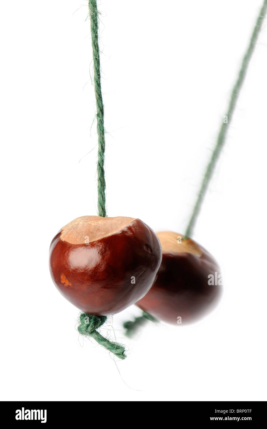 Two Conkers Stock Photo