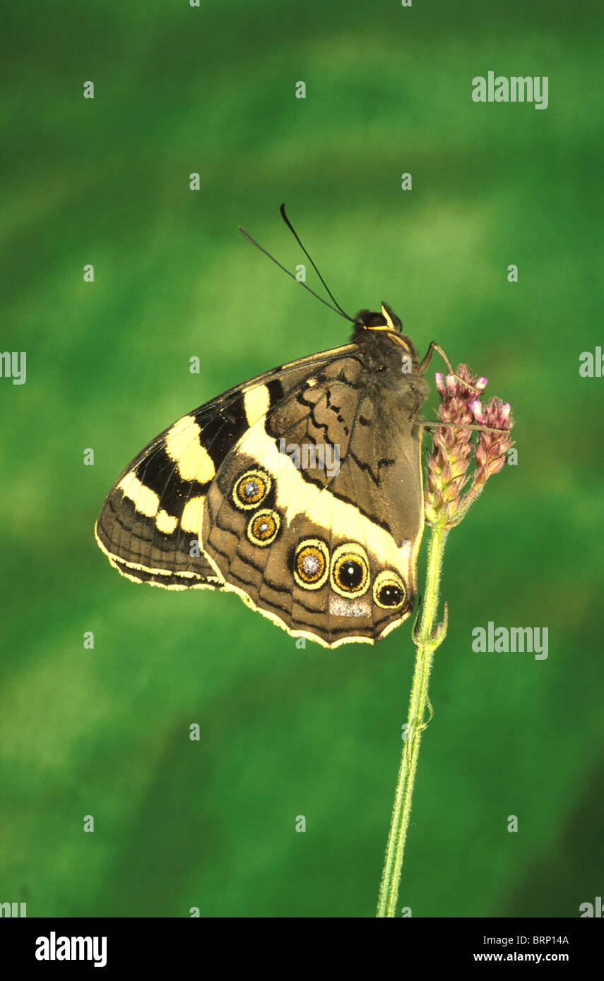 Butterfly sitting on a flower with a green background Stock Photo - Alamy
